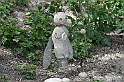 VBS_3176 - Mango (Cuneo) - Gnomovia